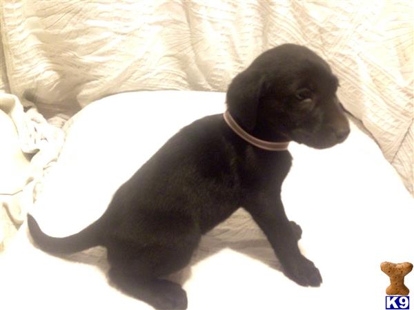 labrador retriever puppy posted by Dwayne Yawn